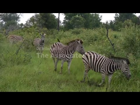 Kruger National park in South Africa stops visitors due to flooding