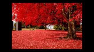 If These Trees Could Talk - Red Forest