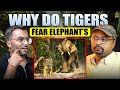 Why Tigers Fear Elephants? | Wildlife Stories with @VivekAwasthiVlogs DEFAULT Thumbnail
