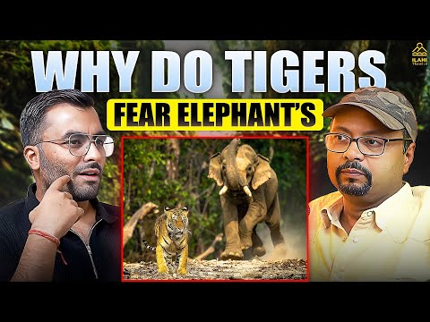Why Tigers Fear Elephants? | Wildlife Stories with @VIVEK AWASTHI