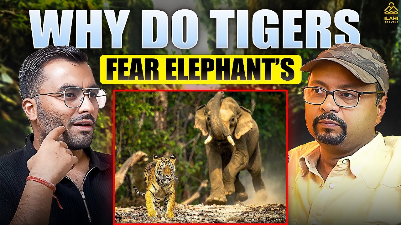 Why Tigers Fear Elephants? | Wildlife Stories with @VivekAwasthiVlogs