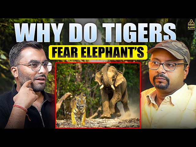 Why Tigers Fear Elephants? | Wildlife Stories with @VivekAwasthiVlogs SDDEFAULT Thumbnail