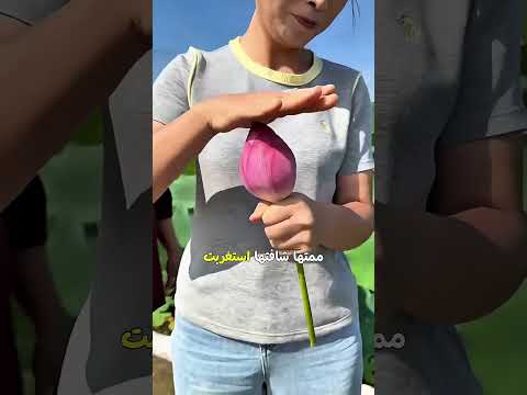 زهرة اللوتس السحرية فتحت بلمسة واحدة! 🌸✨