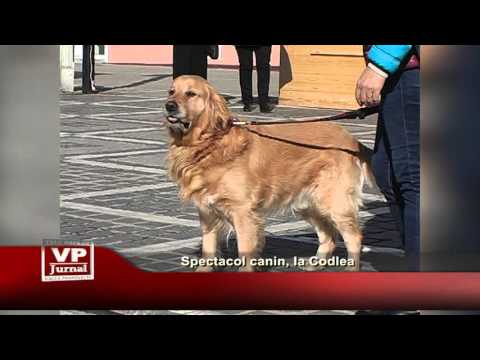 Spectacol canin, la Codlea