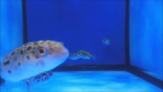 "One Cigarette Away" - Supersuckers (cover)