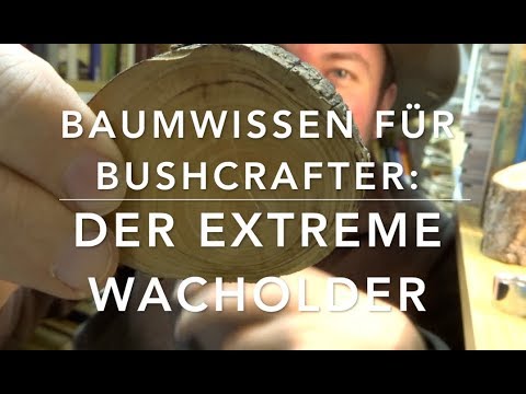 Juniper (Juniperus communis) - Tree knowledge