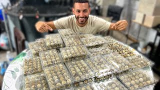 Raising & Breeding 1000 Quail EGGS! INSANE!