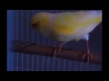 sound of canary bird talking