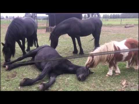 Afscheid van de paarden