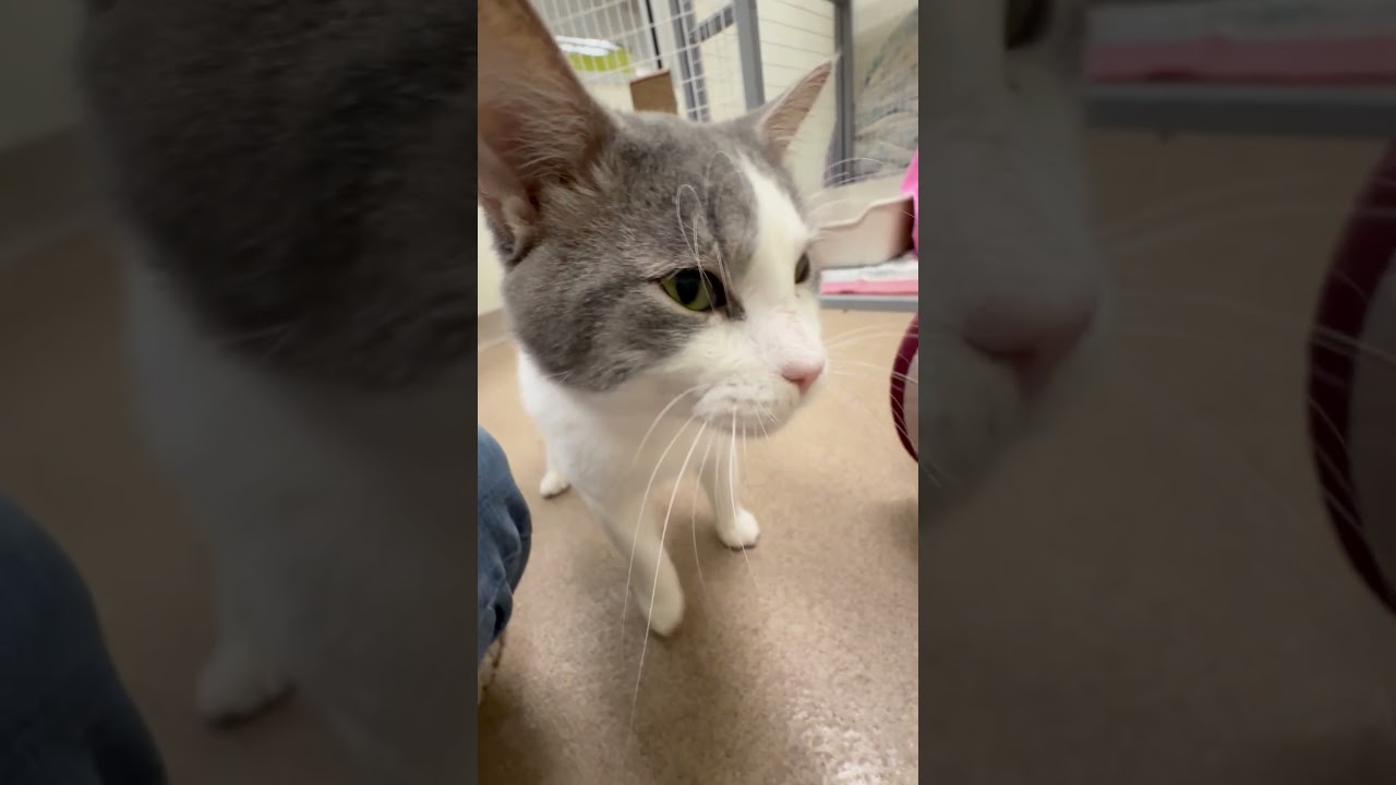 Enlarge Professor Mouse, a Adoptable Domestic Short Hair in Oshkosh, WI video 6/6