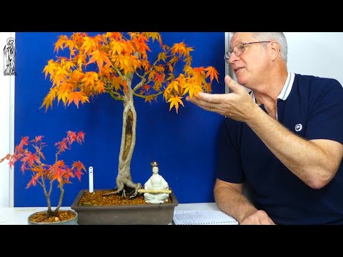 Japanese Maple Bonsai Care Guide (Easy Tips for Beginners).
