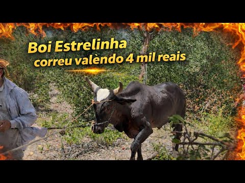 7ª Carreira do Boi Estrelinha - Sobradinho/BA