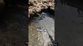 GIANT CRAB.. Its huge  #fishing #survivalchallenge #emergencyshelter #food #fishingfood #travel