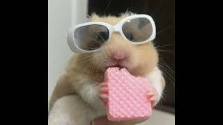 Cover art for Ponchet