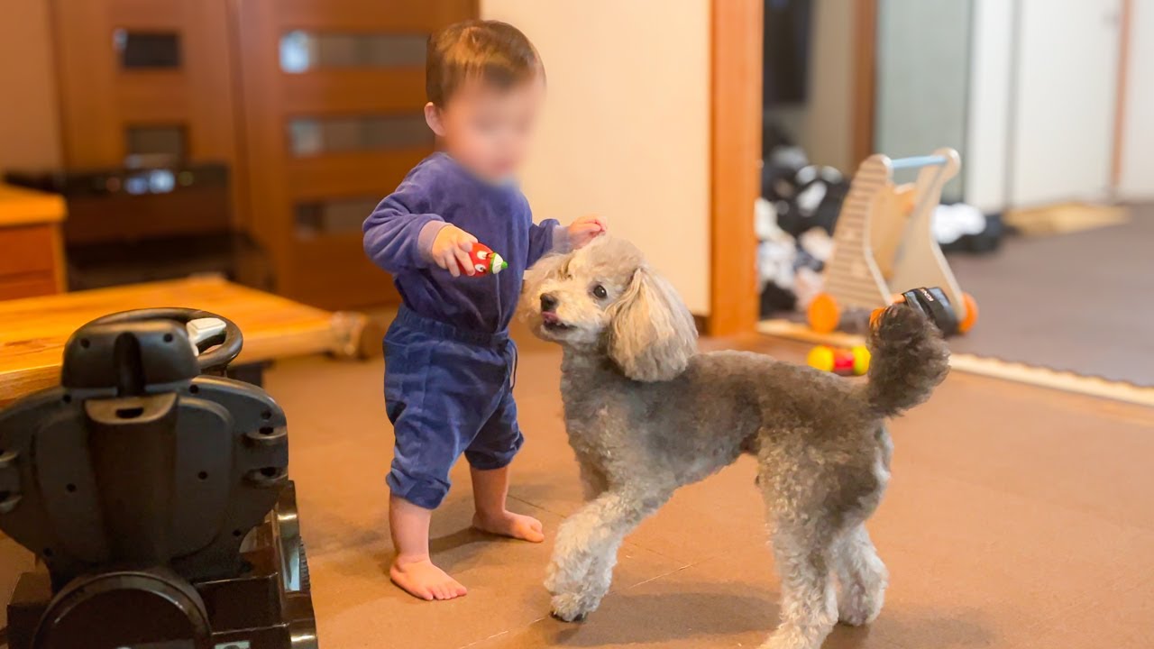 ついに赤ちゃんが立った！お遊びに付き合ってくれる犬のお兄さん