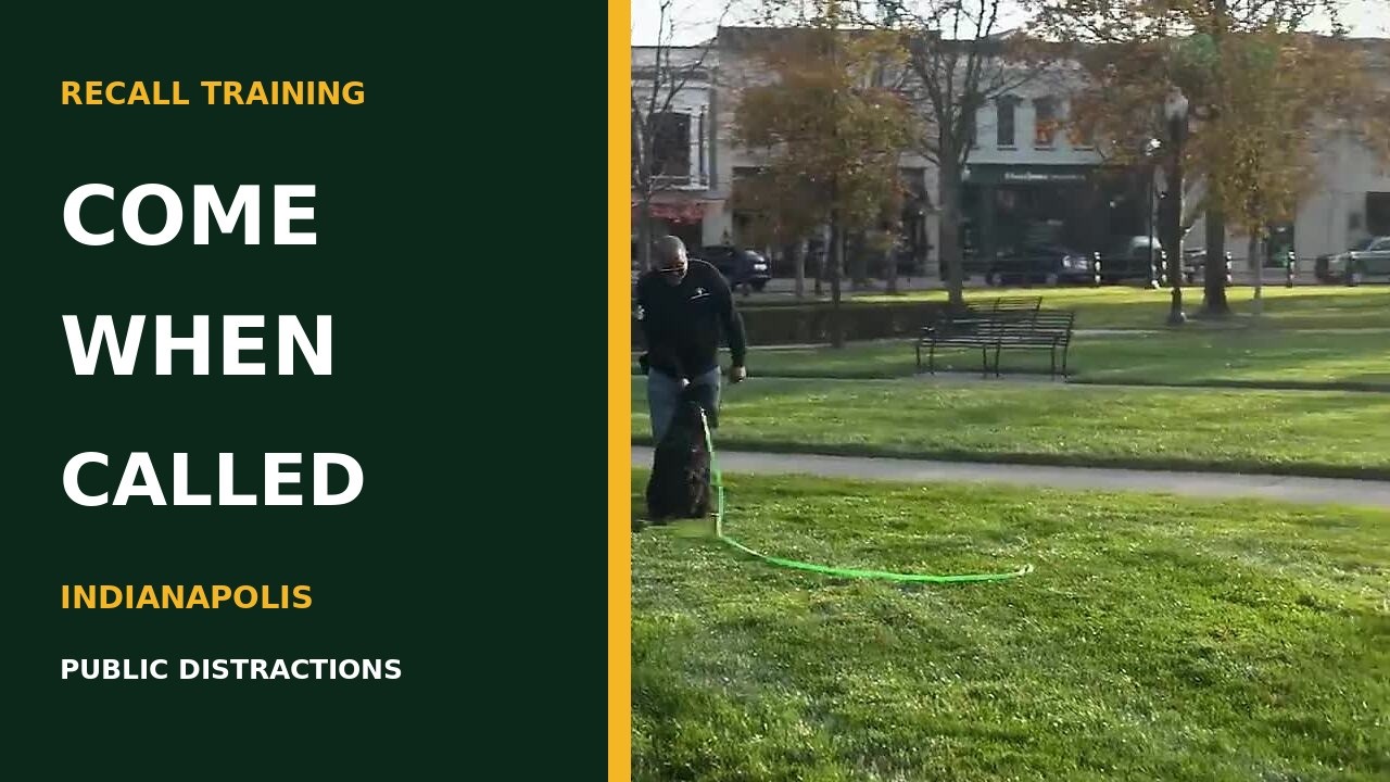 YouTube thumbnail for Koa recall training with public distractions from BNSP 317