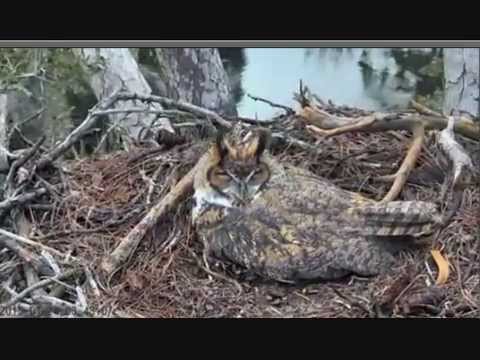 Savannah Great Horned Owls