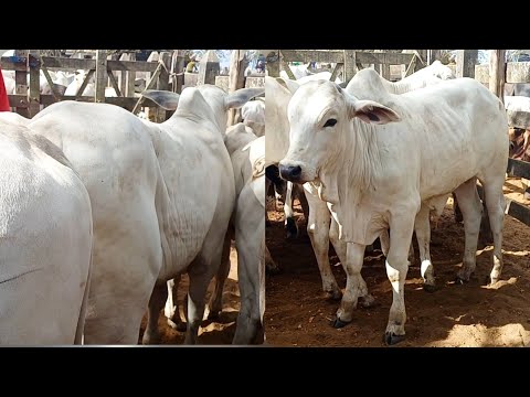 FEIRA DE GADO DE CAMPO GRANDE-AL 20/12/2025#gado #nordeste 