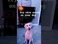 Dog Whistle Dog