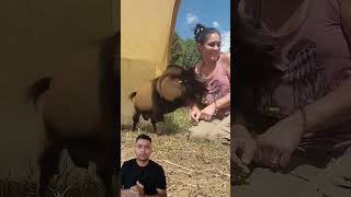 Download lagu इस बकरी की हरकत पर लड़की हंस पड़ी – देखें क्या किया बकरी ने! #FunnyGoat #ASMRNature #trending #goat mp3
