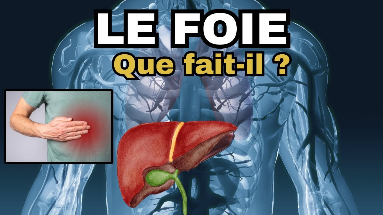 Le Foie - Tout savoir sur cet organe et comment le protéger