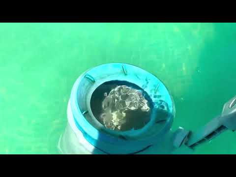 скимер для всих видів басейну відео