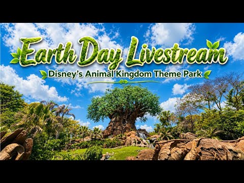 Live webcam of Ear to Ear Magic