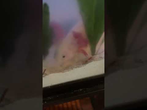 Adventures of Axl the Axolotl lovin her blood worms 🪱