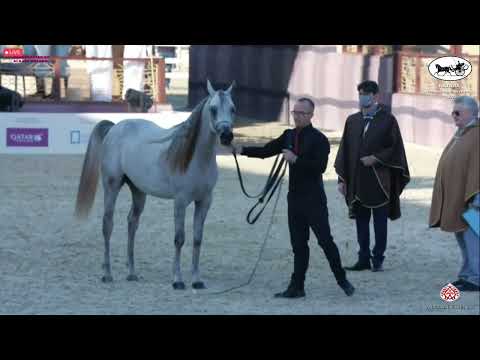 N 338 AL DUHAIL AL SHAQAB   Katara Int  Arabian Horse Festival 2022   Colts 2 Years Old Class 5