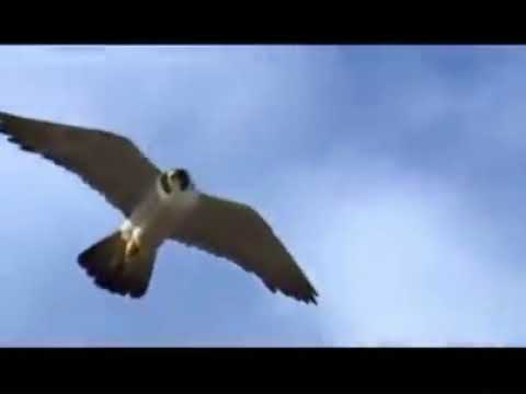 AMO A MI TIERRA , AMO A MI ARENOSA, AMO   El filtro de Alejandro de Cambil