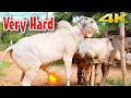 Very Hard Cow Mating Breed Cows Naturally Unsuccessful Attempt Expensive Bulls Of Pakistan