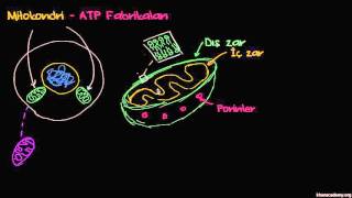 Mitokondri - ATP Fabrikaları (Biyoloji / Hücreni