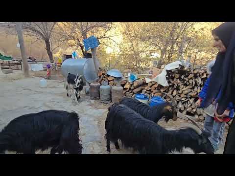 A day without help, with a sick grandmother and the approaching winter