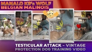 preview picture of video 'MANALO K9 WOLF'S TESTICULAR ATTACK ATOP TRUCK - VINTAGE VIDEO'