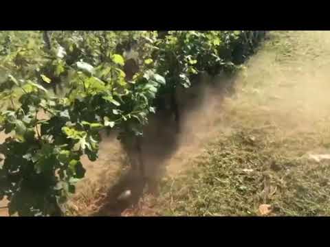 Decespugliatrice per vigneto -  Bruschcutter for vineyards 5