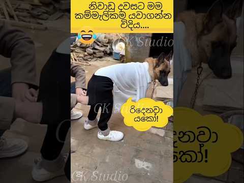 නිවාඩු දවසට කම්මැලිකම යවාගන්න විදිය😅#best #funny #cats #viral #srilanka #cute #ck #studio😎
