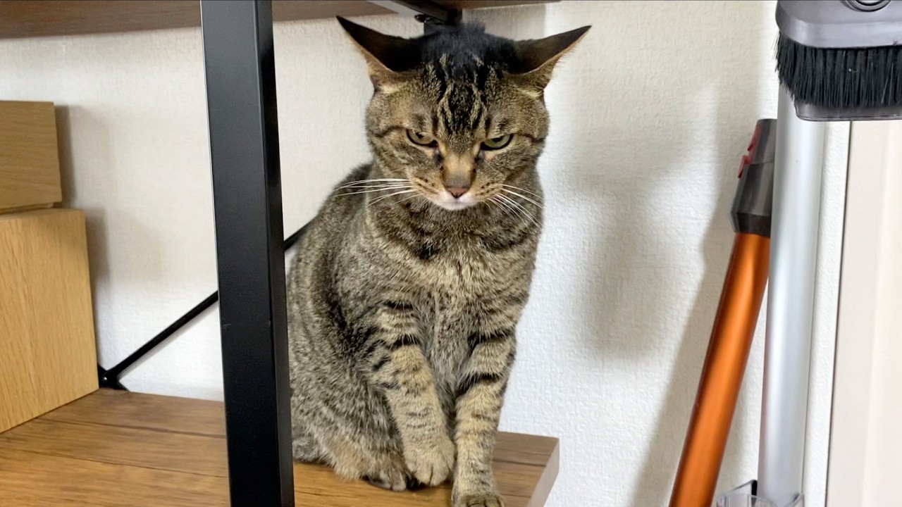 凶暴猫に触れようとしたらとんでもないことになった...