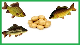 На что лучше клюет карп карась