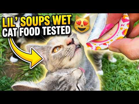 Friskies Lil Soups with Sockeye Salmon & Shirmp Wet Cat Food Tested 👉 RadFelines