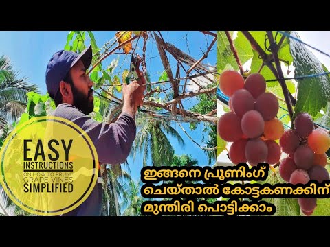 മുന്തിരിപ്രൂണിംഗ്ചെയ്യാൻ അറിയില്ലന്ന്പറയരുത്|EASY INSTRUCTIONS ON HOW TO PRUNE GRAPE VINES IN SUMMER