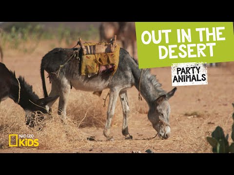 Out in the Desert | Party Animals