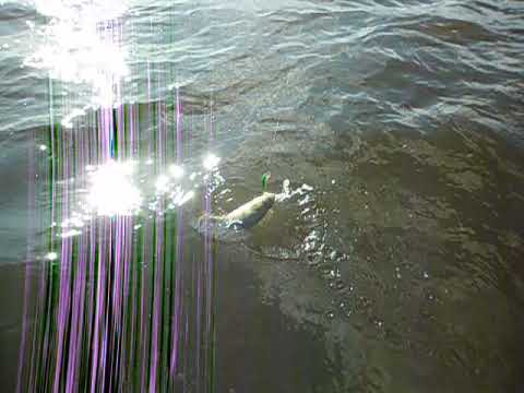 Es geht was auf Barsch schleppen is angesagt Part 2 !!