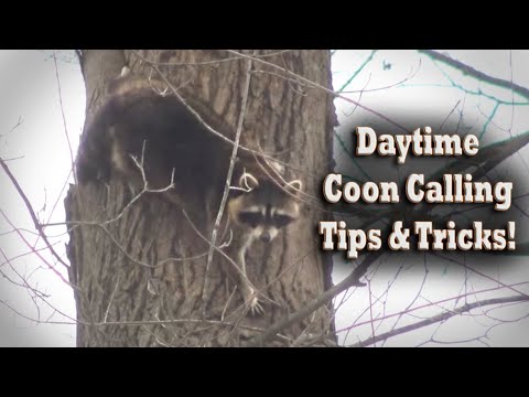 Daytime Raccoon Hunting Tips & Tricks!  How to Call Coons with an E-caller & Motion Decoy