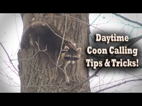 YouTube video about: How to hunt raccoons at night without dogs?