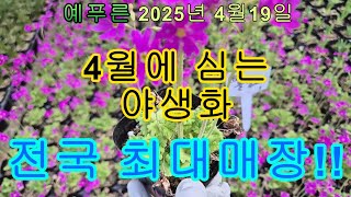 25년 4 19  예푸른 봄 야생화  최대매장 행사단행