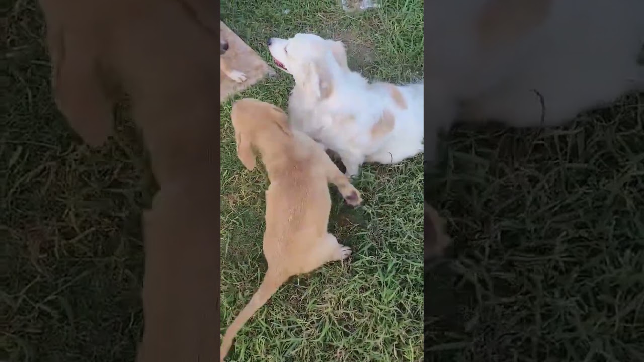 Enlarge Poppy, an adopted Shepherd in Cheyenne, WY video 6/6