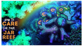 How to Care for Your Jar Reef - The Ultimate Simple Jar Reef Update, March 2019