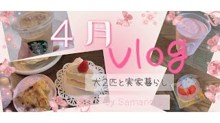４月のvlog🌷犬２匹と実家暮らし🌷by Samantha