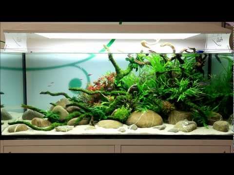 Just Aquascaping - Anubias at Interzoo 2012