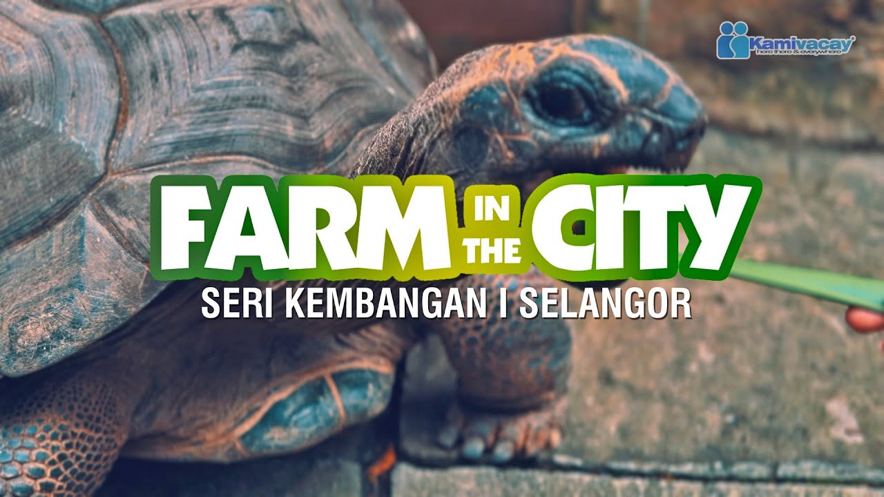 Experience a fascinating virtual tour of Farm In The City.